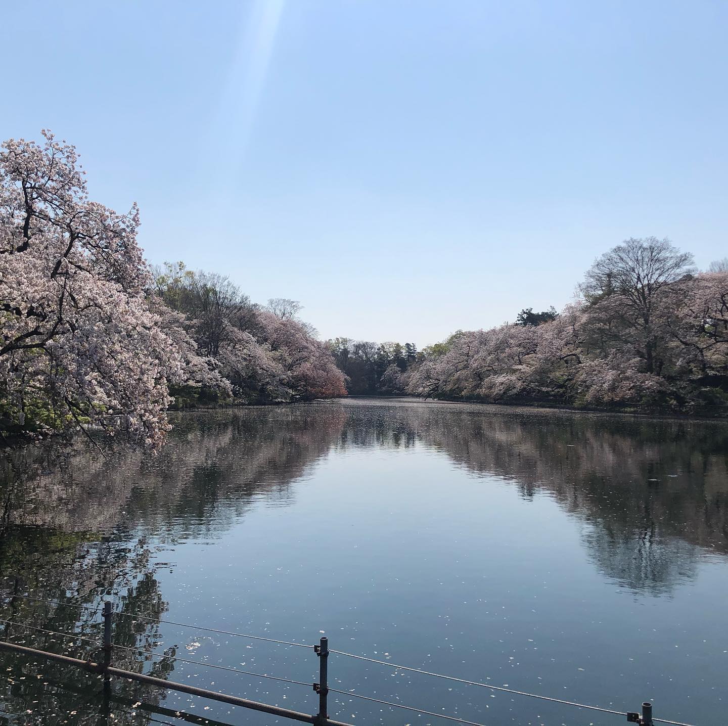 さくらの井の頭恩賜公園